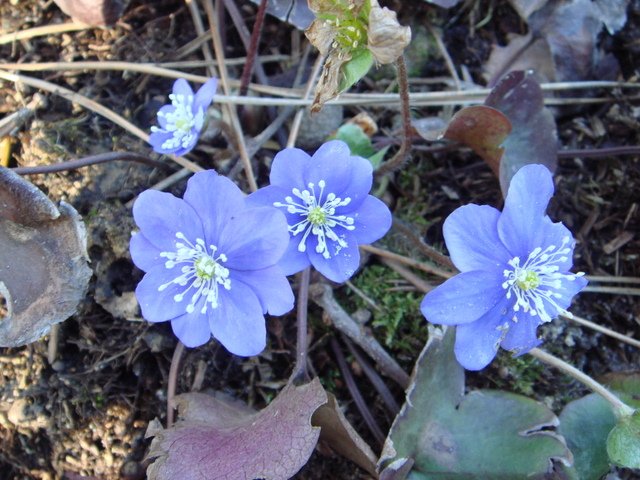 Hepatica nobilis fleur